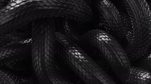 Metal texture dragon scales background.Lively coiled black snakes background, intertlaced serpents