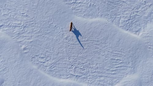 Aerial View of a Wild Fox Traversing Serene Snowy Wilderness