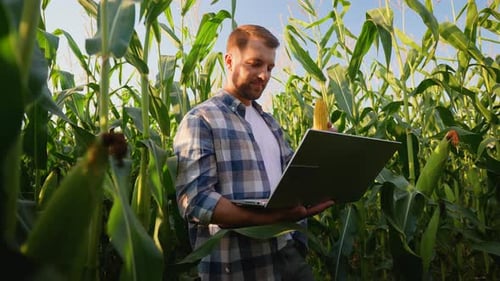 Farmer Inspecting Corn Cob and Typing on Laptop