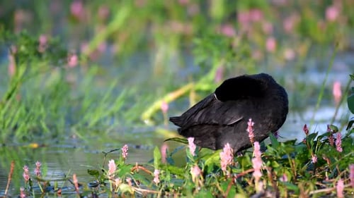 Eurasian Coot (Fulica atra) preening its feathers in a natural habitat