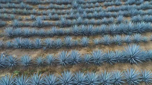 Agave Landscape, Plant Used to Make Tequila