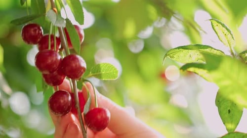 Woman's Hand Plucks Fresh and Ripe Red Cherries From a Branch in the Garden