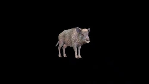 Realistic 3D Wild Boar Walking Animation