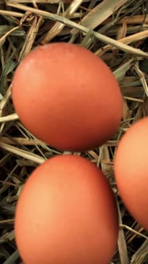 Chicken Eggs Fall Into the Hay Filmed on a Highspeed Camera at 1000 Fps