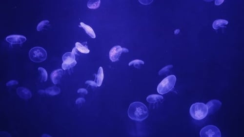 Translucent Jellyfish Swimming in Dark Blue Water