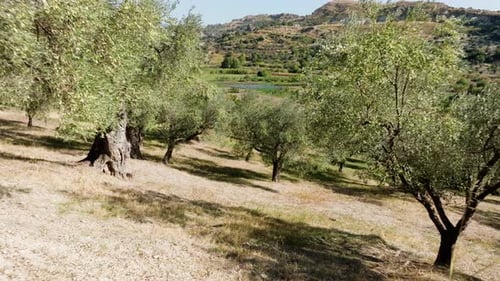 Olive Trees with Fruits in Italy Countryside