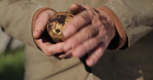 Hands Cleaning Freshly Harvested Potato Outdoors