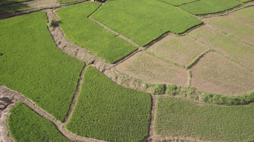 Aerial view of lush paddy fields in Mae Hong Son, Thailand.