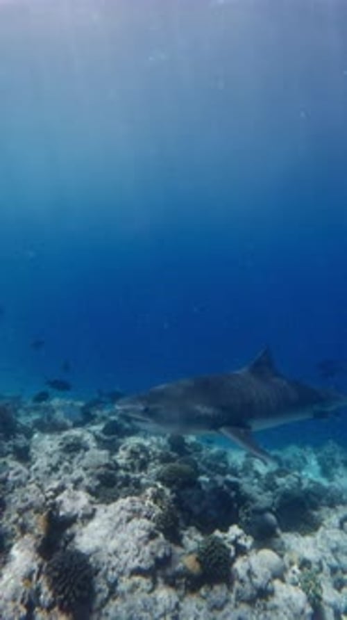 Tiger Shark Underwater in Blue Ocean Diving with Shark