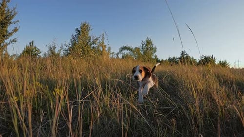 Beagle Puppy Running Through Tall Grass in Rural Setting
