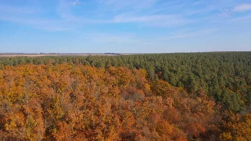 Flying over the autumn forest. Aerial view on wild forest scene in autumn time