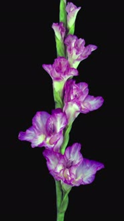 Close up of Purple Flower Blooming on Black