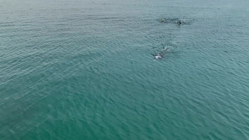 Aerial Video of Morning Triathlon Training in the Sea