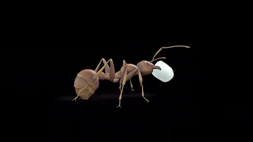 Ant Carry Zuckerstück