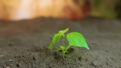 Front View Wind Blows on Small Green Plant Covering Earth Blurred Selective Close Up
