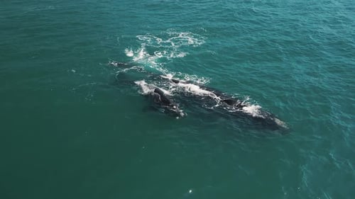 La ballena franca austral (Eubalaena Australis, madre y cría de la ballena franca austral) nadan cerca