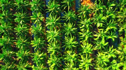 Drone is flying over coconut and oil palm trees in plantation