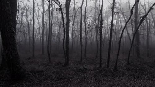 Scary misty forest with bare trees and fallen leaves. Slow dolly left.