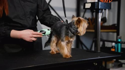 Hundefriseur, der einen Hund mit einer professionellen Haarschneidemaschine trimmt