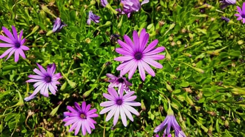 Slow motion pan of beautiful vibrant pink flowers blossoming in garden flowerbed plants vegetation f