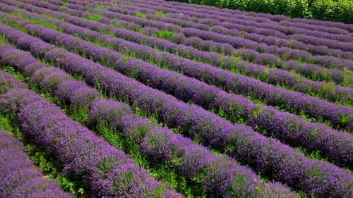 An Idyllic View of Rows of Lavender Flowers Blooming in a Vast Field - Drone Flying Forward