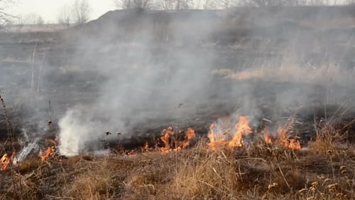 Dry Grass Burning on Field Day Closeup