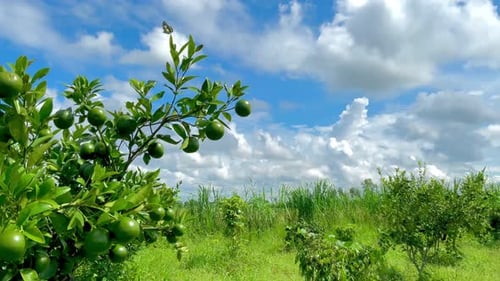 fresh orange fruit on the tree