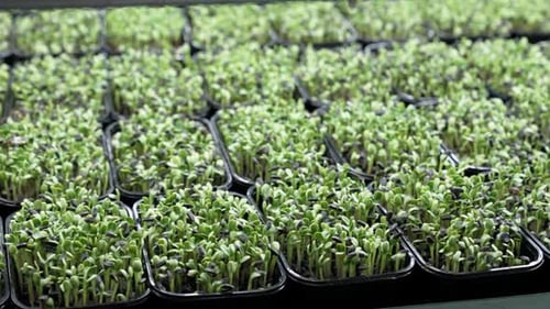 Juicy Greens of Sunflower Sprouts in a Tray in a Vertical Farm for Growing Microgreens Closeup Shot