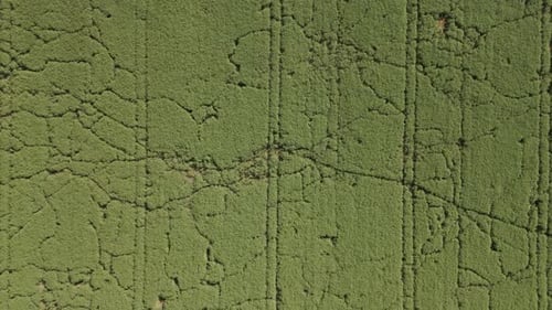 An aerial view of a large green agricultural field with visible crop lines and irregular growth patt