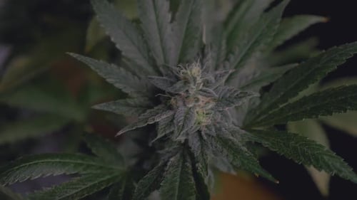 Marijuana cannabis plant top closeup dense with crystallization of medical CBD THC ready for harvest