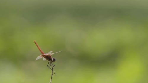 libellule en équilibre sur un bâton et des prises isolés. DOF, vidéo bokeh au Ralenti avec espace de copie.