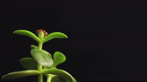 Ladybug crawling on the top of the green plant
