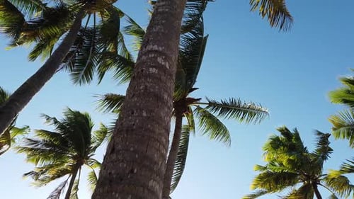La suave luz del sol se mueve bajo una palmera de coco en un entorno tropical tranquilo
