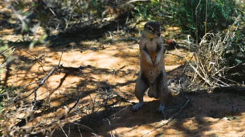 South African Ground squirrel standing on hind legs to get a better view. The rodent hardly moves, b