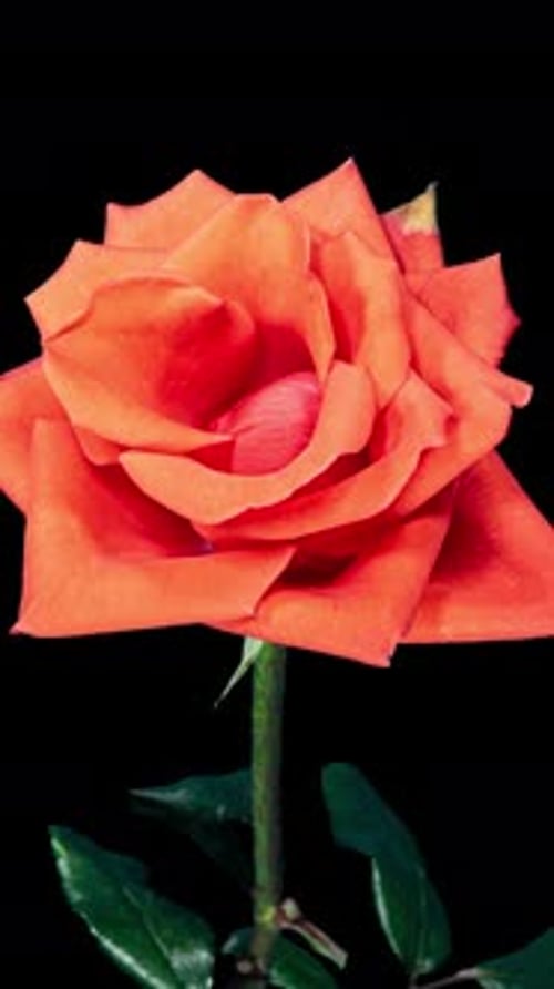 Lapse de tempo da flor de laranjeira crescendo do broto à flor grande em fundo preto e murchando