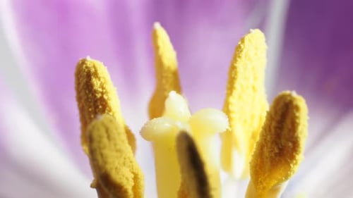 Rotating tulip flower close up.