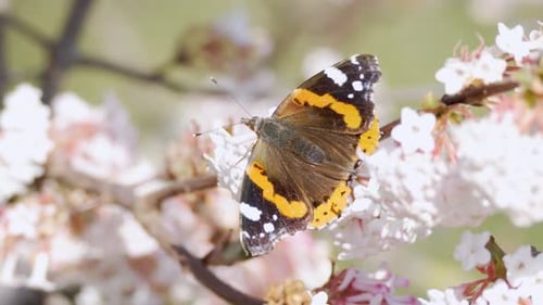 Schmetterling ruht im Frühling auf weißen Blüten