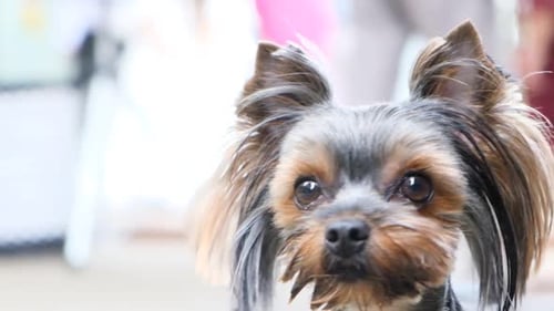 Portrait of a Yorkshire Terrier Dog
