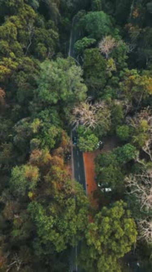 Parc national de Lawachara au Bangladesh.