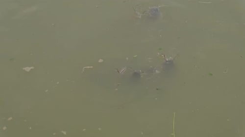 Catfish Rising To The Waters Surface To Feed