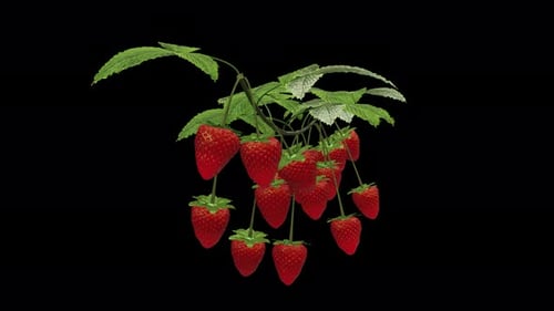 Growing Strawberries - Time Lapse - II - VCU - Alpha Channel