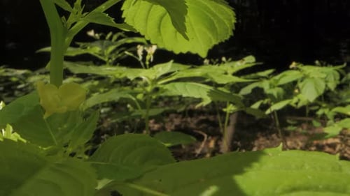 Green Leaves and Flowers in a Forest on a Sunny Day