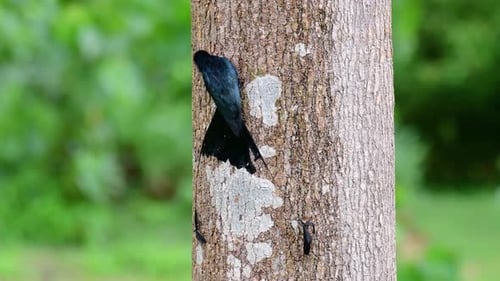El drongo de cola de raqueta mayor es conocido por su cola que parece una raqueta; es muy entelado