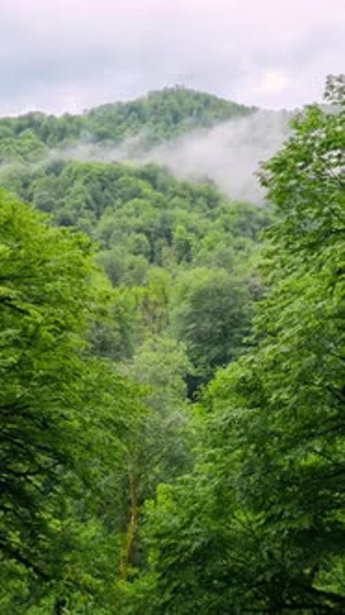 Lush Green Forest on Foggy Mountain