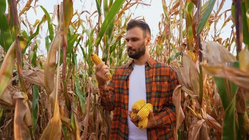 Farmer Examining Corn Harvest in Field