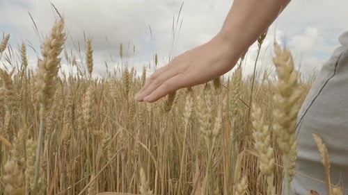Farmer walking through wheat field touching with his hand golden ears of grain