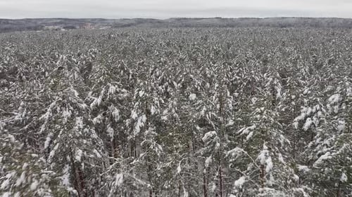 Aerial Drone Footage of a Forest Covered in Snow on a Cloudy Winter Day