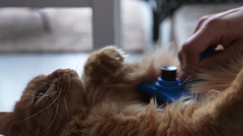 Orange Tabby Cat Being Gently Brushed at Home