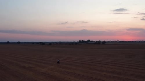 Aerial circling shot of horsewoman riding horse in full speed on harvested field after sunset in eve