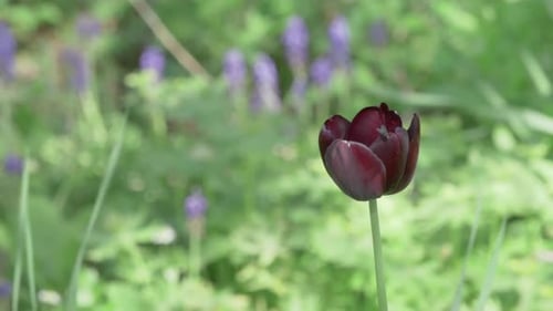 Dark Red Tulip in Green Field
